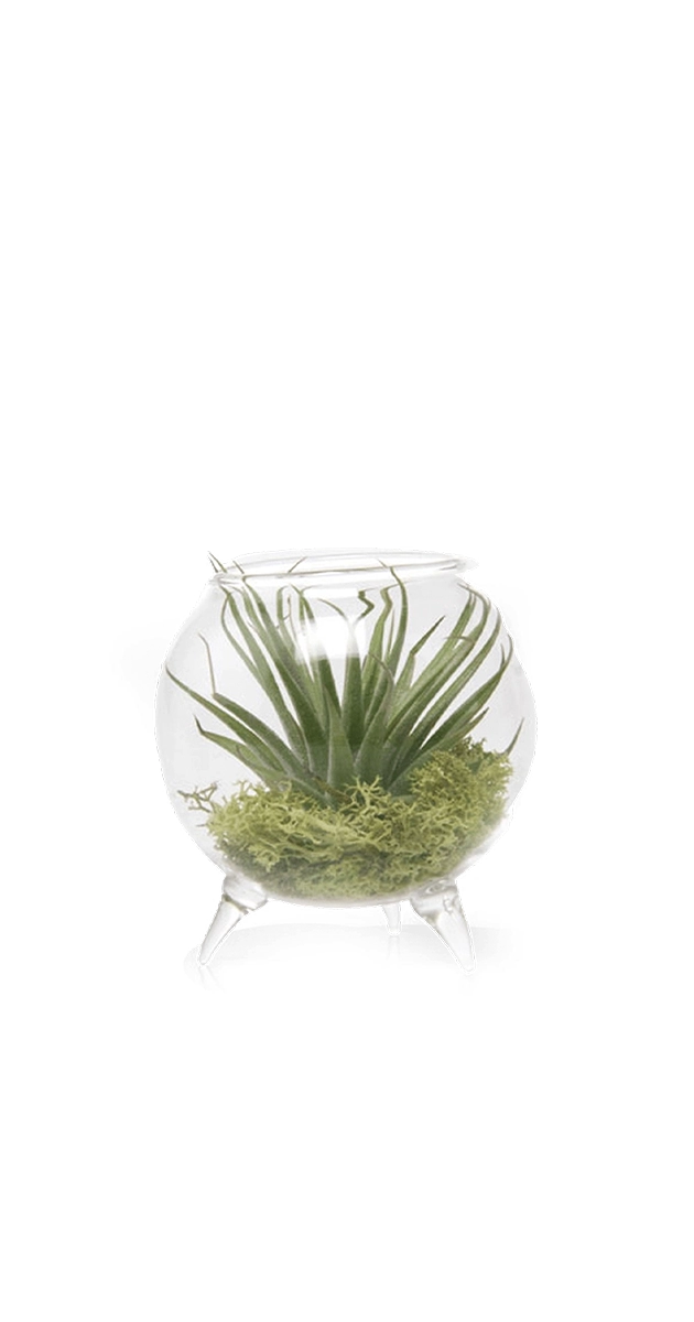 Clear - Terrarium - handmade by Chive Studio Toronto