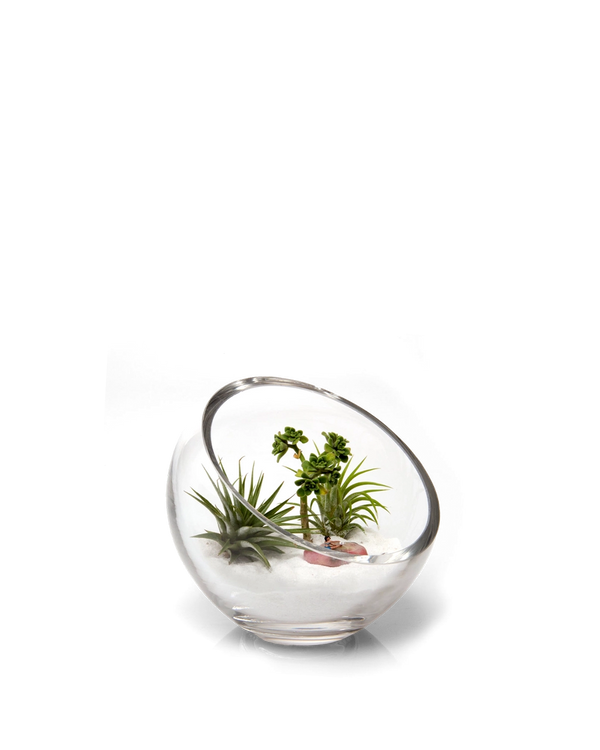 Terrarium Bowl Glass Succulent Garden