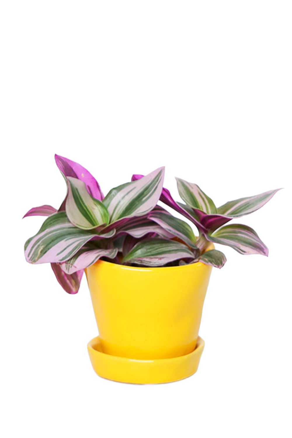Meadowlark Yellow Pot & Saucer - Tika - handmade by Chive Studio Toronto