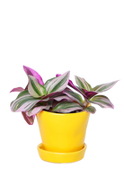 Meadowlark Yellow Pot & Saucer - Tika - handmade by Chive Studio Toronto