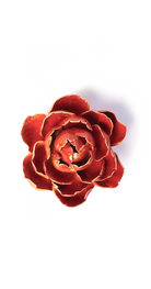 Orange Yellow - Gay Paree Peony - handmade by Chive Studio Toronto