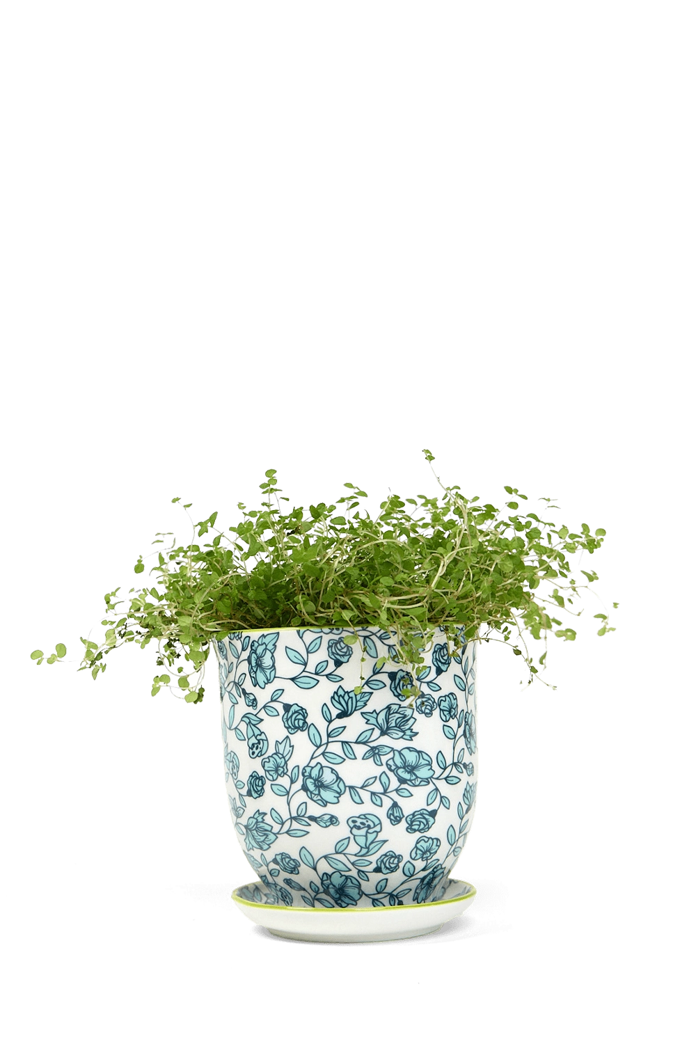Green Flowers Porcelain Pot and Saucer Set with Drainage - Liberte - handmade by Chive Studio Toronto