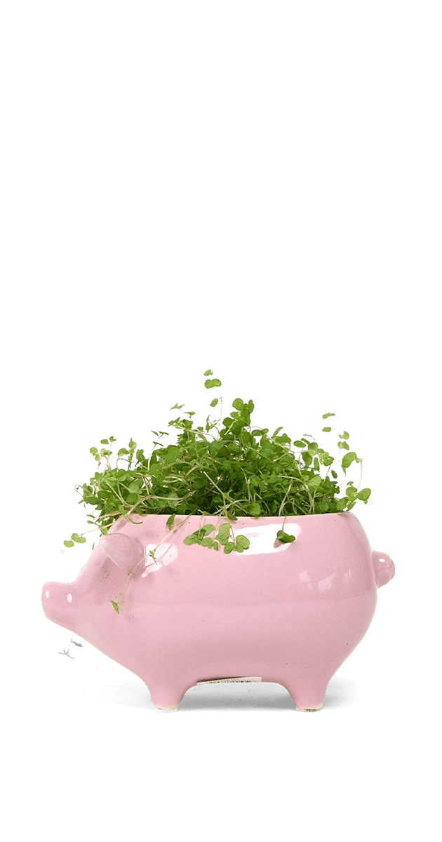 Pink Ceramic Indoor Plant Pot for Succulents - Pig - handmade by Chive Studio Toronto
