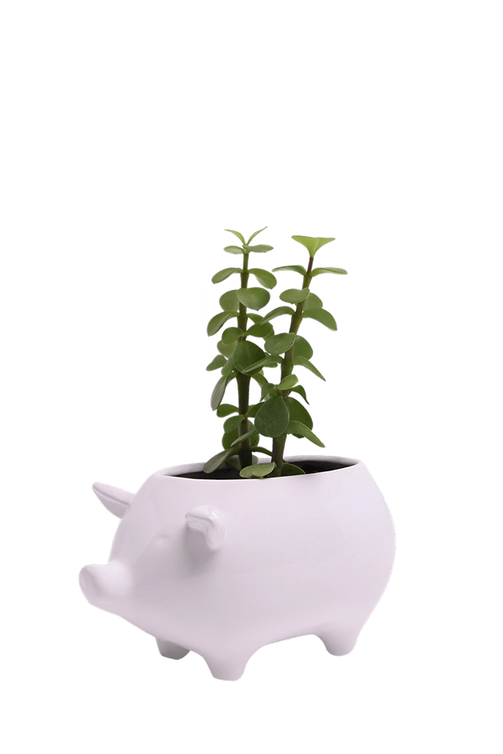 White Ceramic Indoor Plant Pot for Succulents - Pig - designed by Chive Studio Toronto