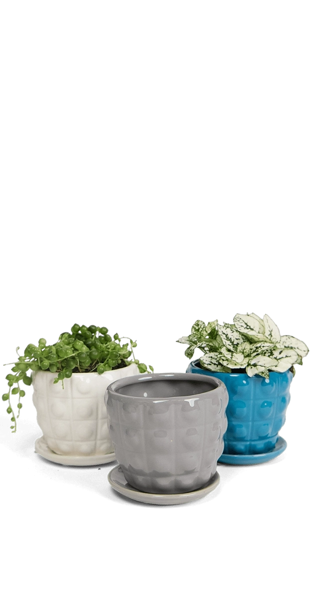 Multicolour Ceramic Pot with Drainage Hole and Saucer - Convex - handmade by Chive Studio Toronto