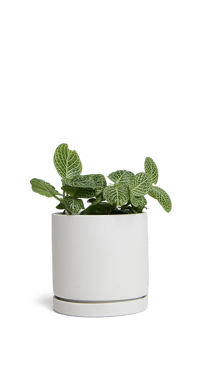 Light Grey Porcelain Modern Indoor Plant Pot with Saucer - Dojo - handmade by Chive Studio Toronto