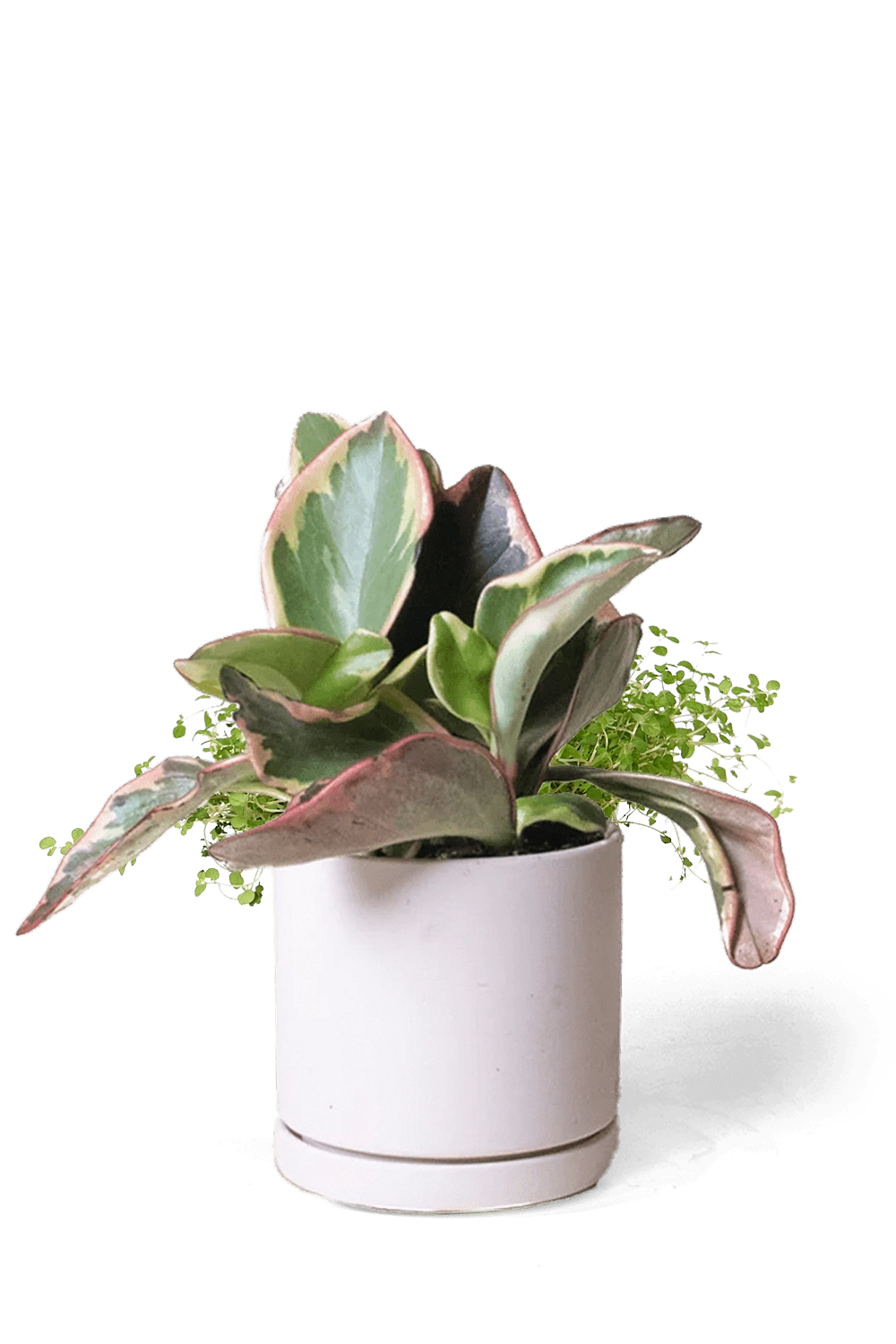Pink Blush Porcelain Modern Indoor Plant Pot with Saucer - Dojo - designed by Chive Studio Toronto