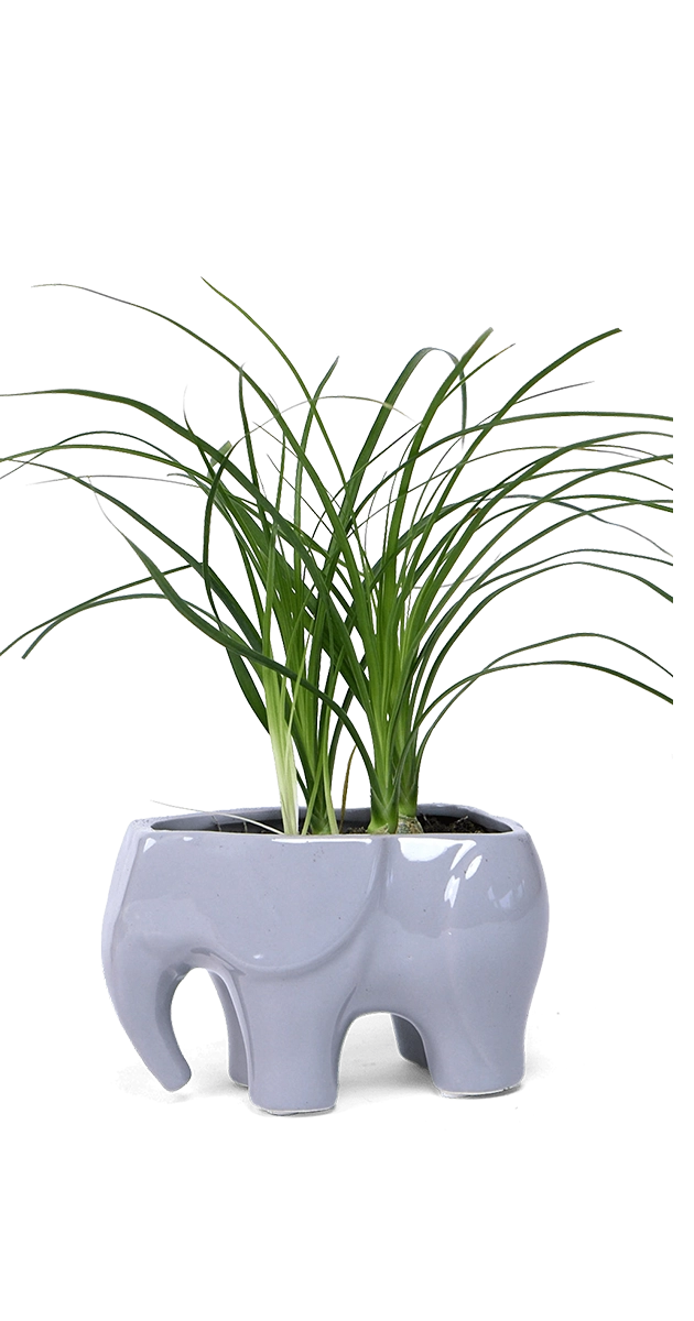 Grey Ceramic Indoor Plant Pot for Succulents - Elephant - handmade by Chive Studio Toronto