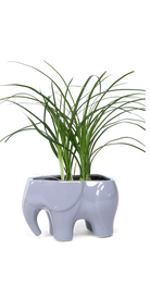 Grey Ceramic Indoor Plant Pot for Succulents - Elephant - handmade by Chive Studio Toronto