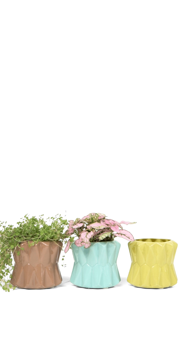 Multicolour Ceramic Modern Planter for Succulents - Fang - handmade by Chive Studio Toronto