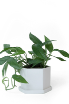 White Porcelain Pot with Drainage Hole - Hexi - handmade by Chive Studio Toronto