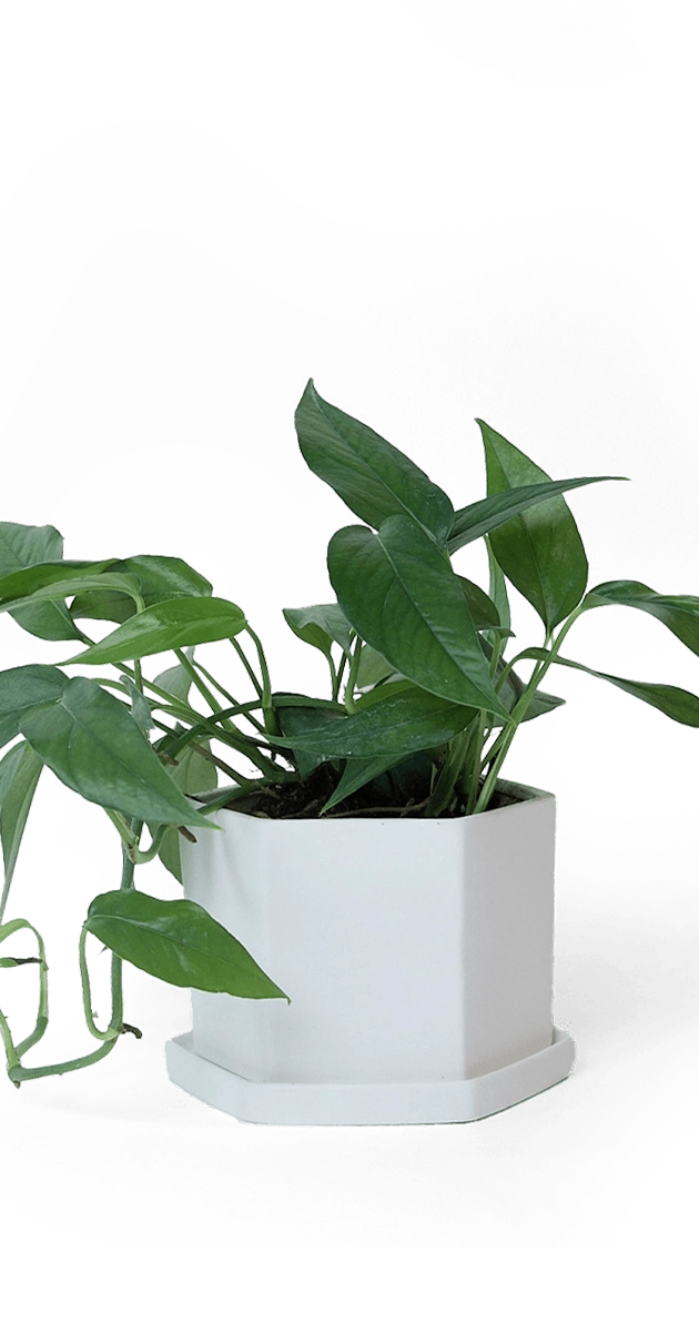 White Porcelain Pot with Drainage Hole - Hexi - handmade by Chive Studio Toronto