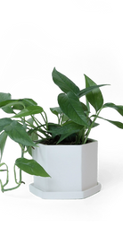 White Porcelain Pot with Drainage Hole - Hexi - handmade by Chive Studio Toronto