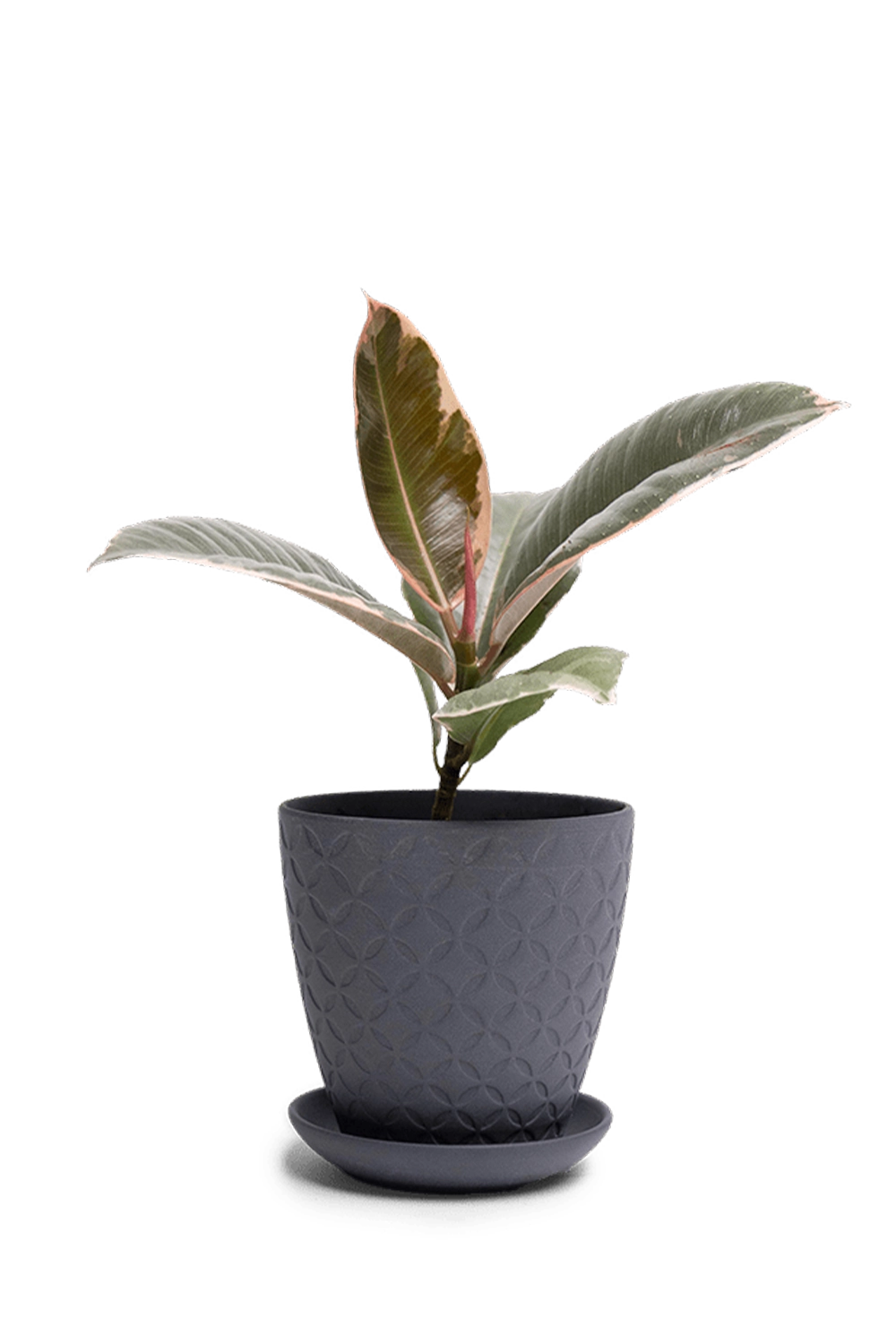 Black Porcelain Pot with Drainage Hole and Saucer - Virago - designed by Chive Studio Toronto