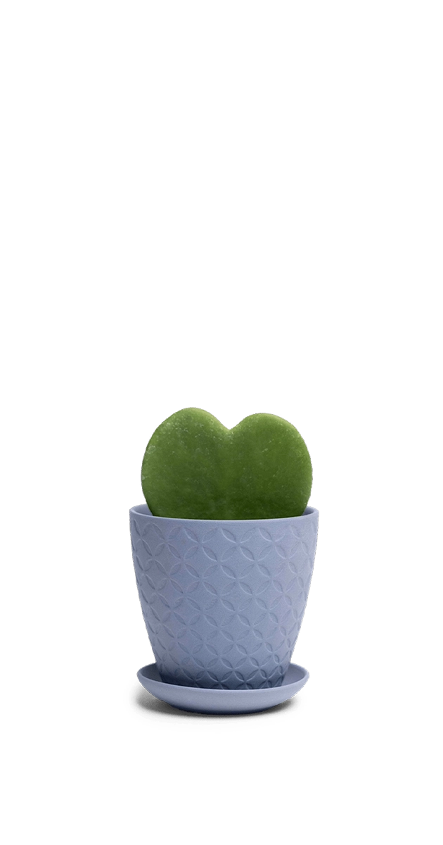Blue Grey Porcelain Pot with Drainage Hole and Saucer - Virago - handmade by Chive Studio Toronto