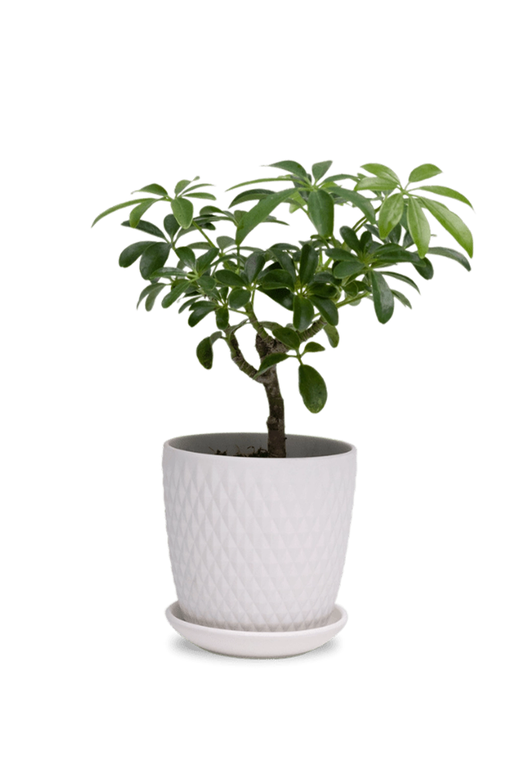 White Porcelain Pot with Drainage Hole and Saucer - Virago - designed by Chive Studio Toronto