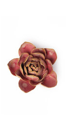Rose Quartz Pink Narcissus ceramic wall flower, full bloom view, Chive Ceramics Studio
