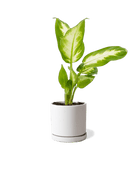 Dojo Porcelain Modern Indoor Plant Pot With Saucer | 3.5 Inches - Chive Ceramics Studio - Pots - Chive Ceramics Studio