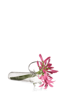 Clear Glass Modern Flower Vase - Test Tube - handmade by Chive Studio Toronto