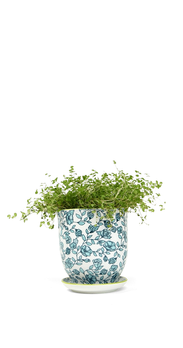 Blue Flowers Porcelain Pot And Saucer Set With Drainage - Liberte - handmade by Chive Studio Toronto