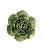 Jade Green English Rose ceramic wall flower — English Garden Collection — Chive Ceramics Studio
