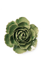 Jade green English Rose ceramic wall flower — English Garden Collection — handmade by Chive Studio Toronto
