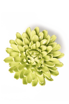 Yellow Green Pompom Mum - English Garden Collection - handmade by Chive Studio Toronto