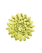 Yellow Green - Pompom Mum - handmade by Chive Studio Toronto