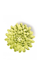 Yellow Green - Pompom Mum - handmade by Chive Studio Toronto
