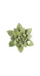 Pea Green - Ghost Succulent - handmade by Chive Studio Toronto