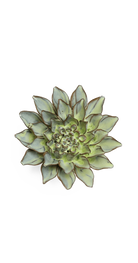 Pear Green - Calico Aster - handmade by Chive Studio Toronto