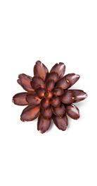 Peach Mocha - Cornflower - handmade by Chive Studio Toronto