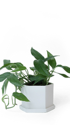White Porcelain Pot with Drainage Hole - Hexi - handmade by Chive Studio Toronto