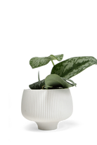 White Porcelain Modern Indoor Plant Pot - Lilo - handmade by Chive Studio Toronto 