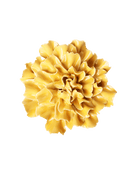 Burnt Yellow Tundra Carnation ceramic wall flower — English Garden Collection — Chive Ceramics Studio