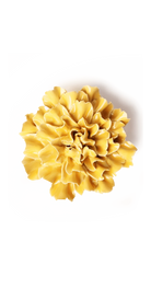 Burnt Yellow - Tundra Carnation - handmade by Chive Studio Toronto