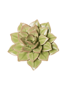 Peridot Green - Fairy Echeveria - handmade by Chive Studio Toronto