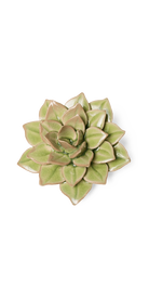 Peridot Green - Fairy Echeveria - handmade by Chive Studio Toronto