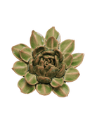 Avocado Green - Firecracker Succulent - handmade by Chive Studio Toronto