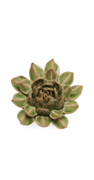 Avocado Green - Firecracker Succulent - handmade by Chive Studio Toronto