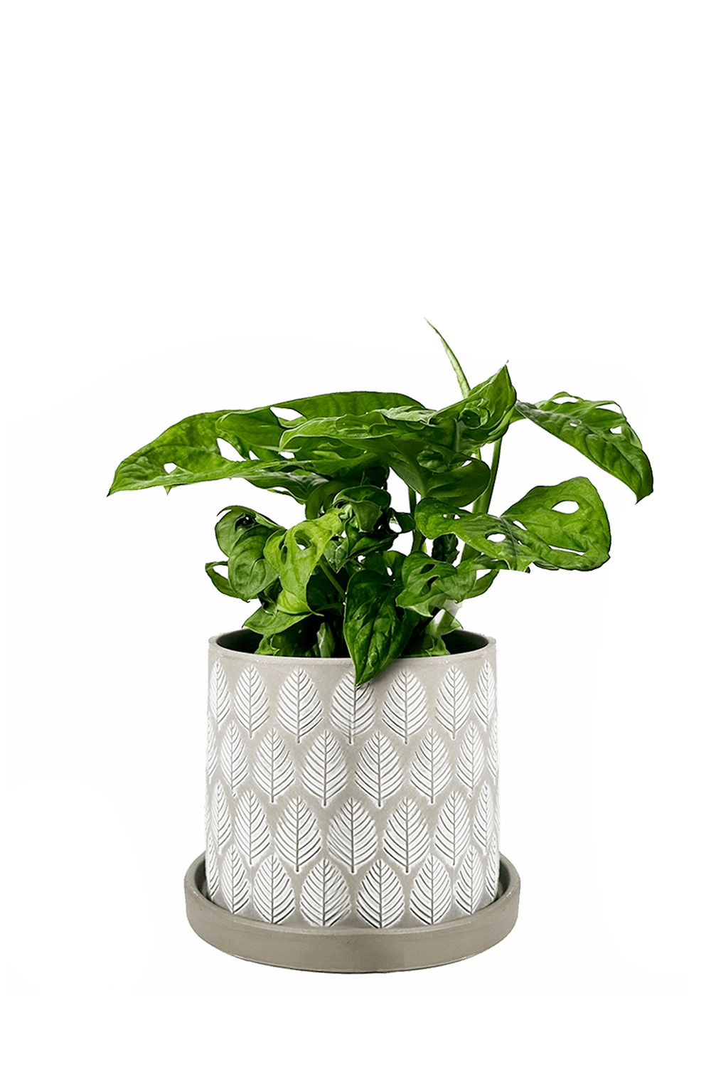 Grey Leaves Ceramic Pot and Saucer Set - Balter- designed by Chive Studio Toronto