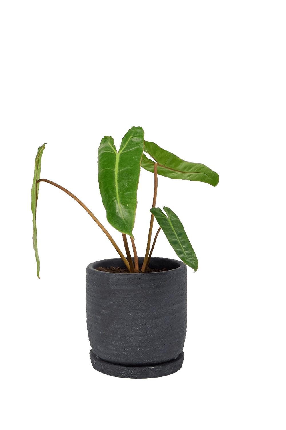 Black Ceramic Pot and Saucer Set with Drainage - Paul - handmade by Chive Studio Toronto