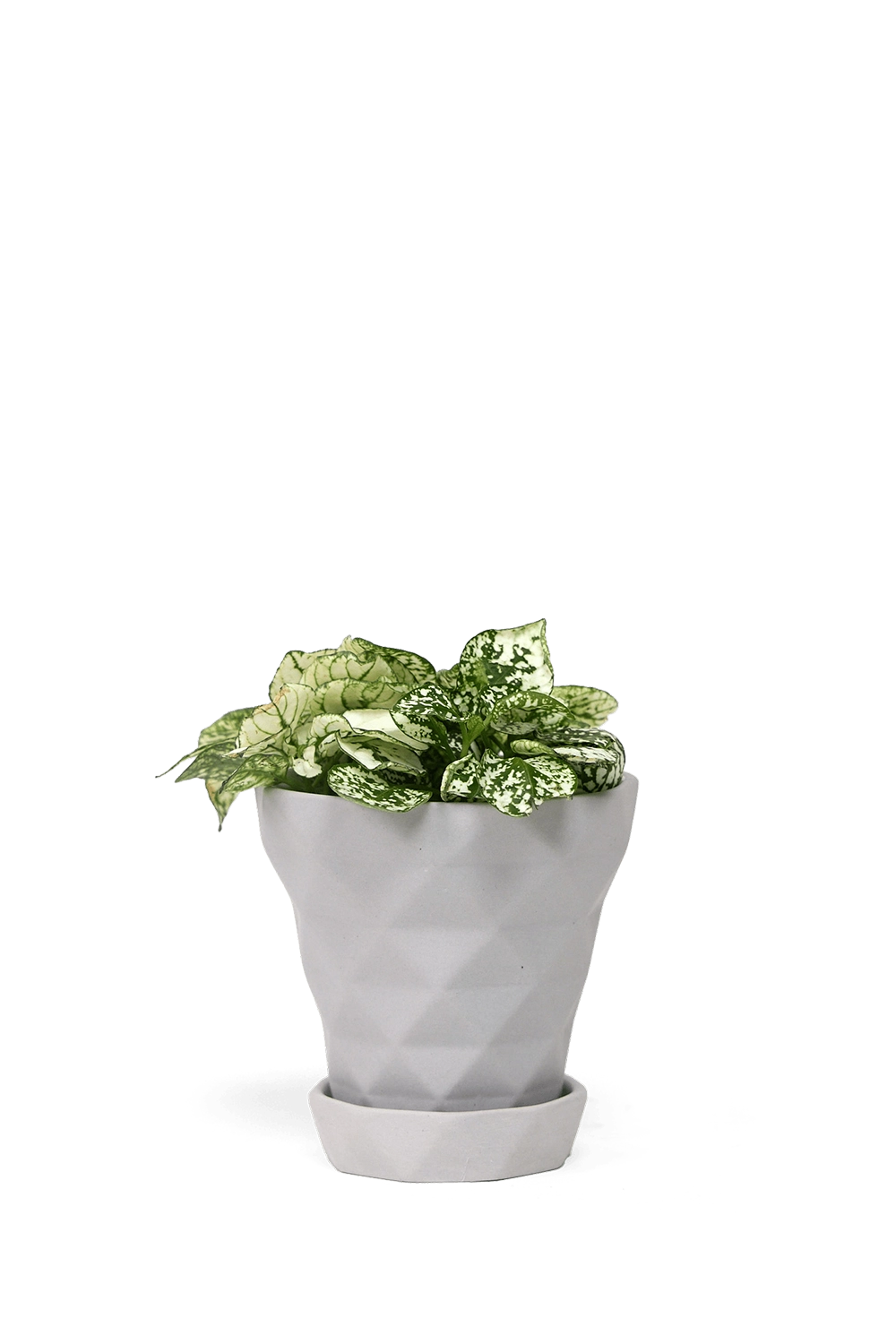 White Porcelain Modern Indoor Plant pot with Saucer - Diamond - handmade by Chive Studio Toronto