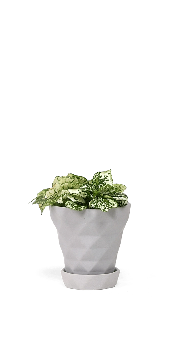 White Porcelain Modern Indoor Plant pot with Saucer - Diamond - handmade by Chive Studio Toronto