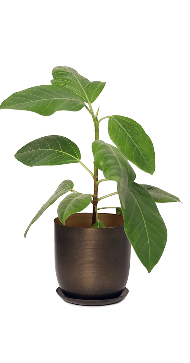 Bronzed Brown Metal Pot with Drainage Hole - Joe - handmade by Chive Studio Toronto