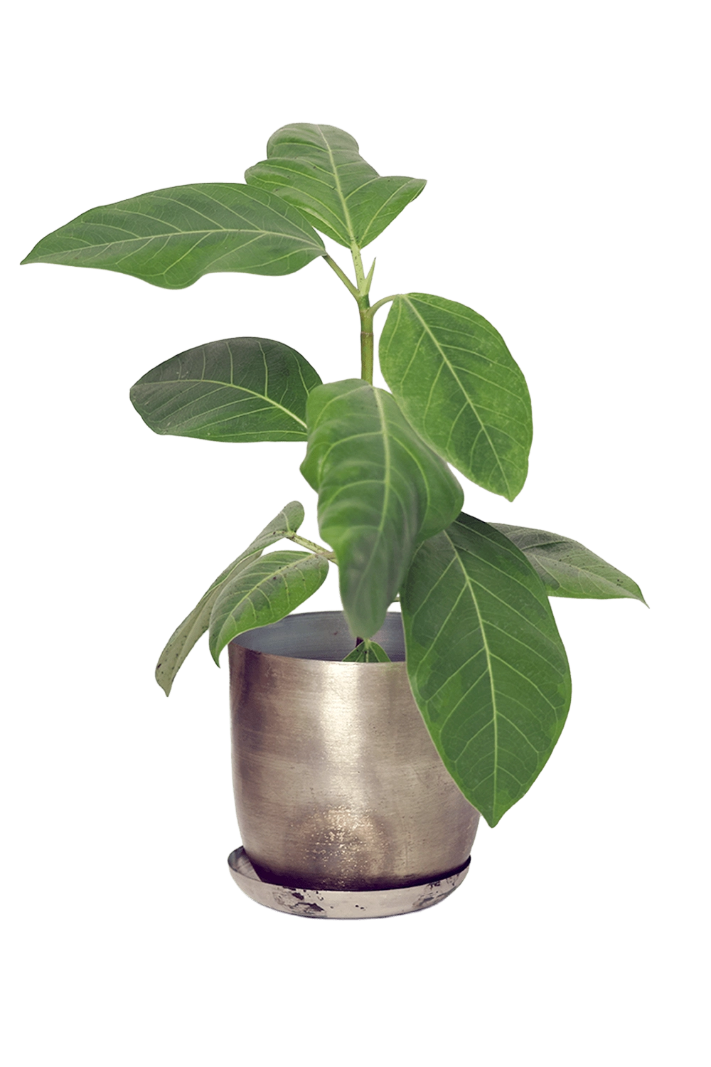 Silver Metal Pot with Drainage Hole - Joe - designed by Chive Studio Toronto