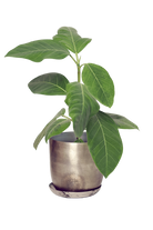 Silver Metal Pot with Drainage Hole - Joe - designed by Chive Studio Toronto