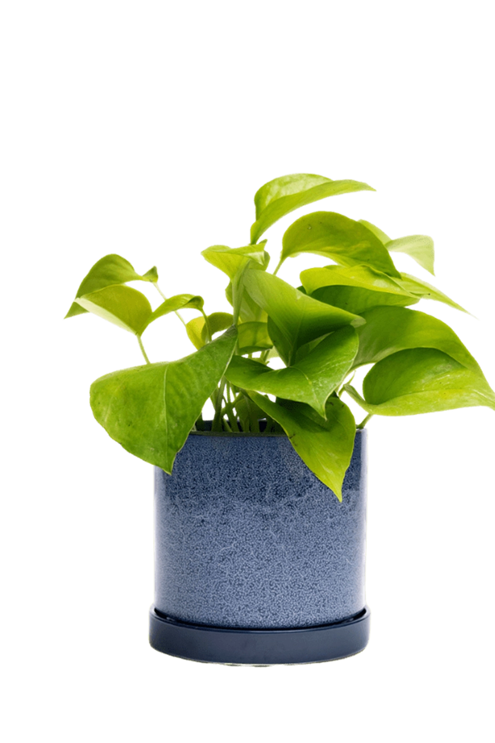 Cosmos Medium Ceramic Pot with Drainage Hole and Saucer - Minute - handmade by Chive Studio Toronto