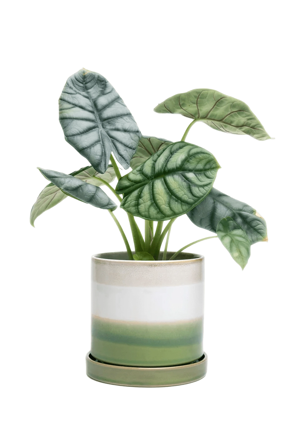Green Layers Medium Ceramic Pot with Drainage Hole and Saucer - Minute - handmade by Chive Studio Toronto
