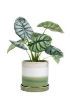 Green Layers Medium Ceramic Pot with Drainage Hole and Saucer - Minute - handmade by Chive Studio Toronto